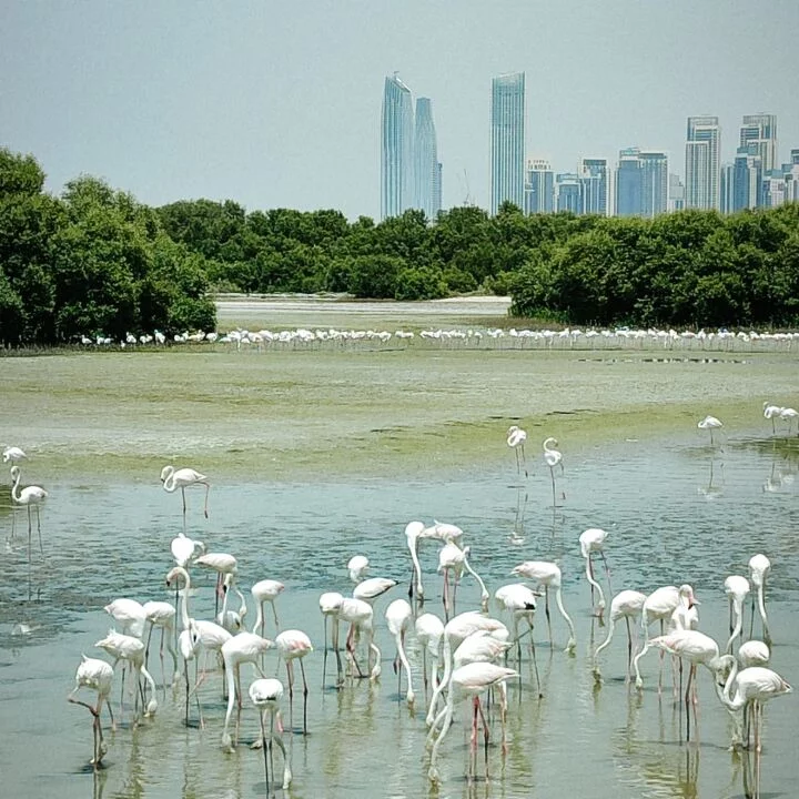 Oneplacetwostories Dubai